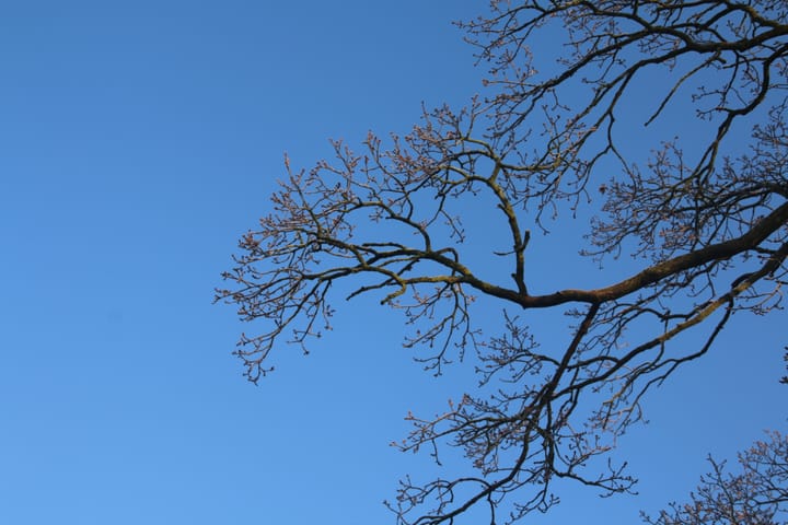 Leafless branches of a tree against a blue sky