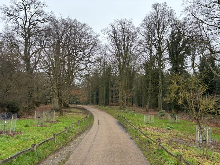 Path in the centre of the photo, with trees in the background either side of the path