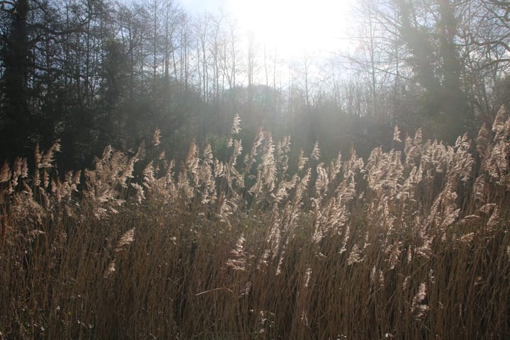 photo of reeds lit by the sun in the foreground, trees in the background