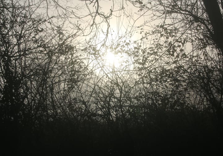 silhouette of bush and bramble with a mist enshrouded sun in the centre of the backgroun