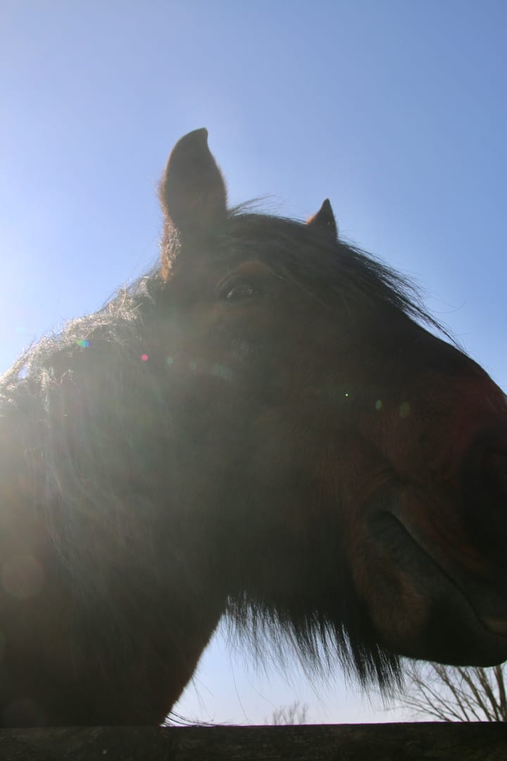 Side profile headshot of a brown horse